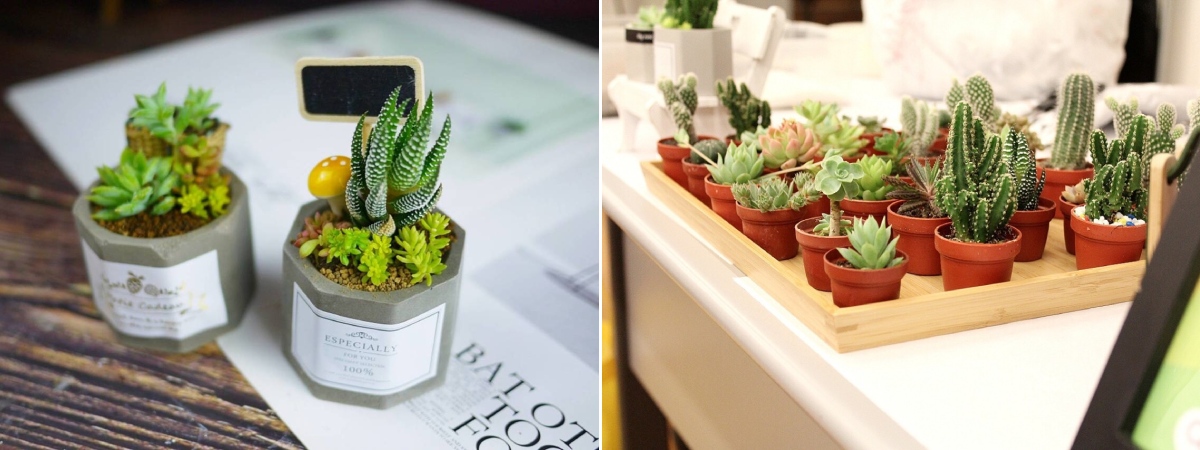 下班隨手作 多肉雙八角水泥盆 Niceday玩體驗